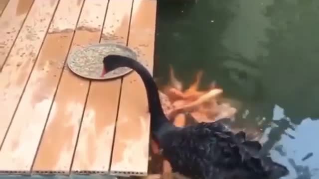 She is helping of fish