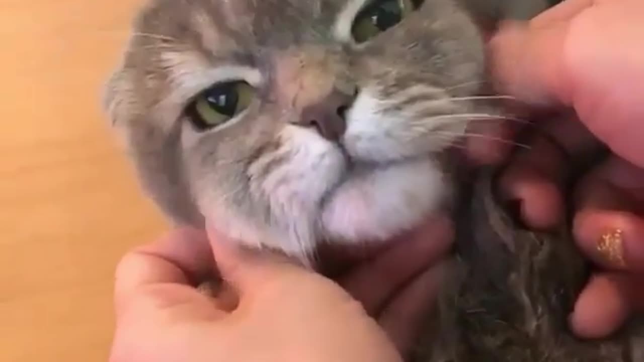 Cute cat getting a massage from his owner