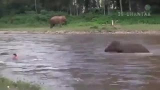 Wild Elephant Saves Man Being Swept Away by Powerful River