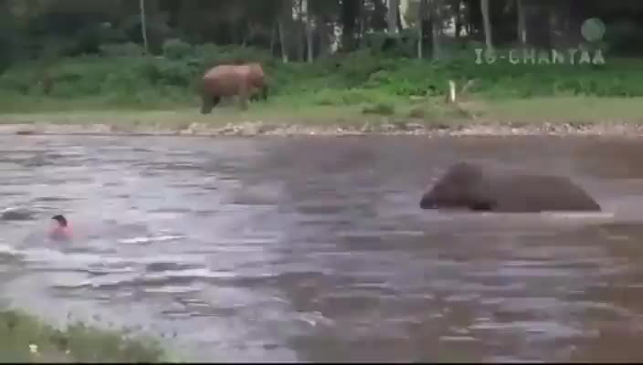 Wild Elephant Saves Man Being Swept Away by Powerful River