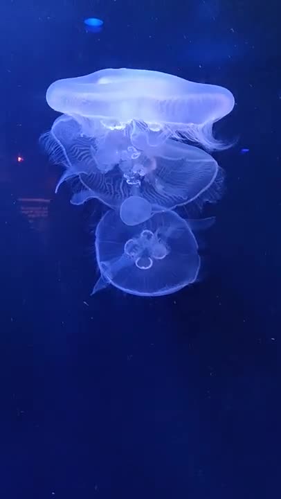 Group of Jellyfish Swimming Underwater