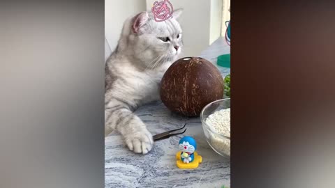 Super cat chef # cute and funny video compilation