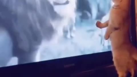 Funny Cat videos 🤣🤣🤣🤣