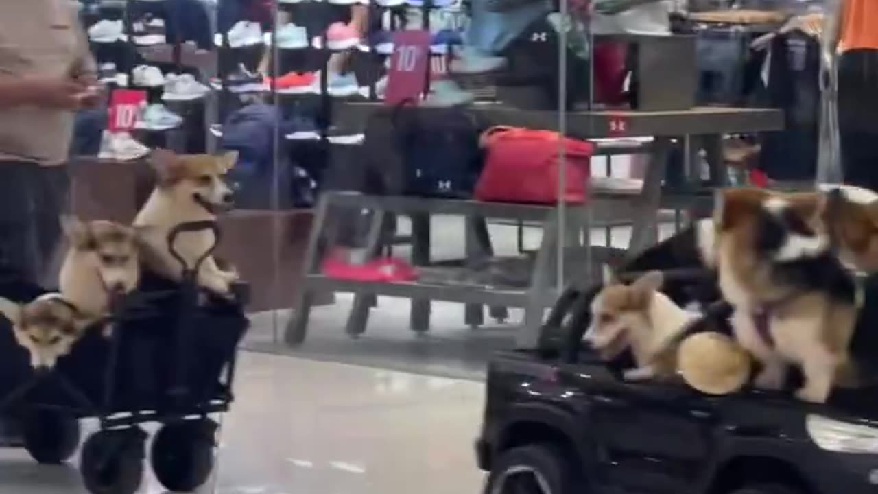 Dogs are on the airport