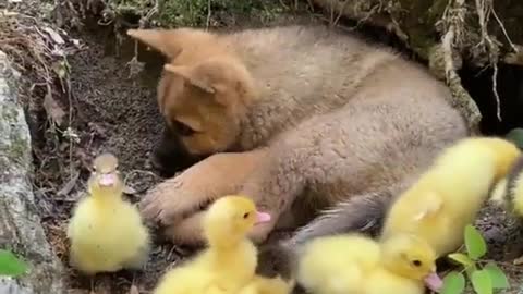 Puppy thinks he's one of them...🐶🐾🐥🐤🐥🥰