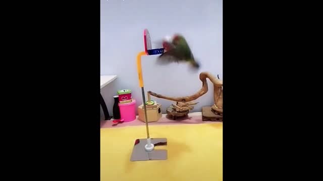 A Parrot Playing Basketball