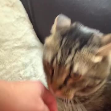 Cats are making funny moments