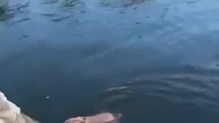 The rabbit swam 😃