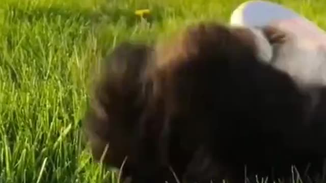 Funny Animals fails 😝🤣🤣🤣