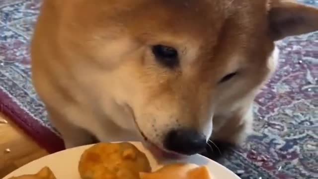 Baby Dogs -Funniest and Cutest Labrador Puppies | Best Funny Animal Videos 2022