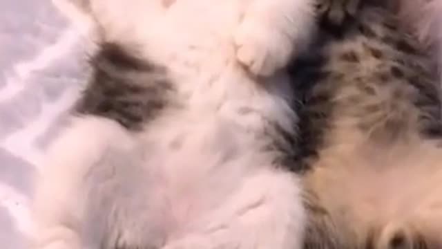 #cats twins video | funny video | cats funny