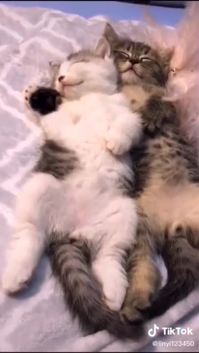 #cats twins video | funny video | cats funny