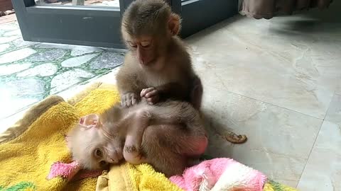 baby monkey is lulling me to sleep