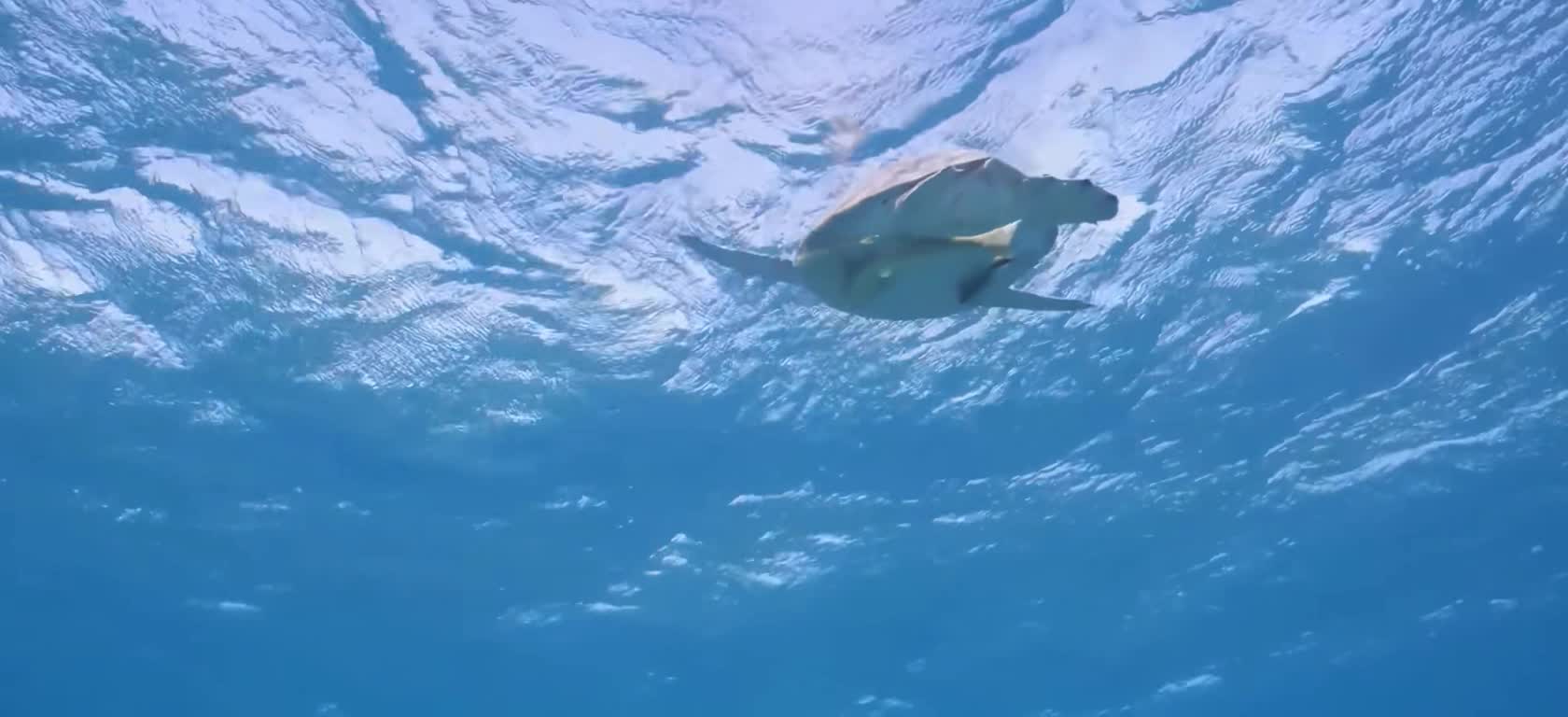 Love the fish