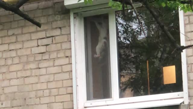 Cheeky Bird Taunts Kitty Through Window Screen