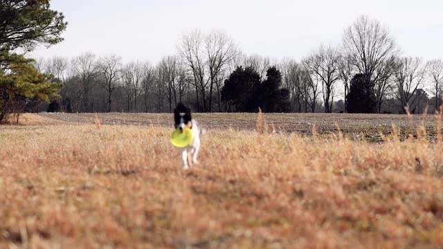 A man enjoys his dog with slow movement