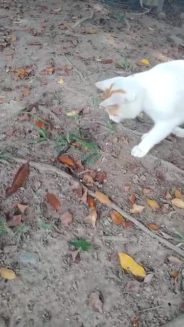 snakes prey on my cat