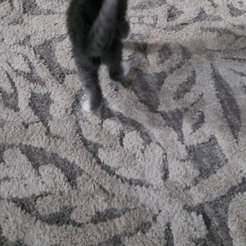 Cute 7 week old kitten