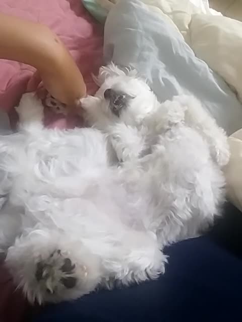 The dog showing the belly is charming