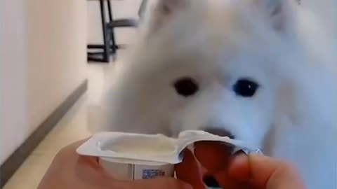 Funny dog ever😘 |cute dog video |must watch