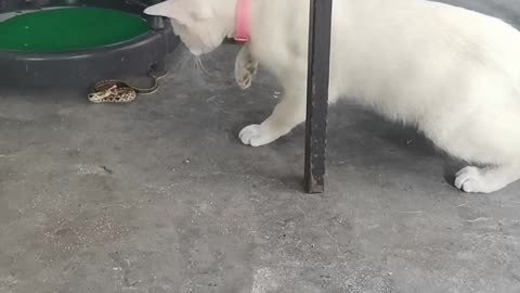 The cat is repeatedly slapping the snake