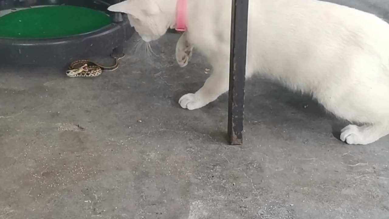 The cat is repeatedly slapping the snake
