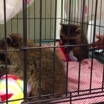 Pequeños mapache bebé se acurrucan con sus animales de peluche