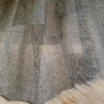 Mia's pups have some playtime.