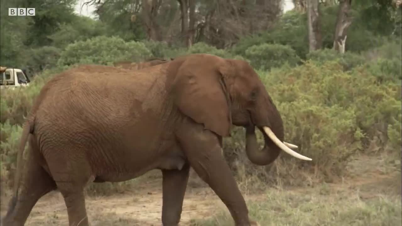 Elephant's Life Saved By Split-Second Decision | Secret Life Of Elephants | BBC Earth