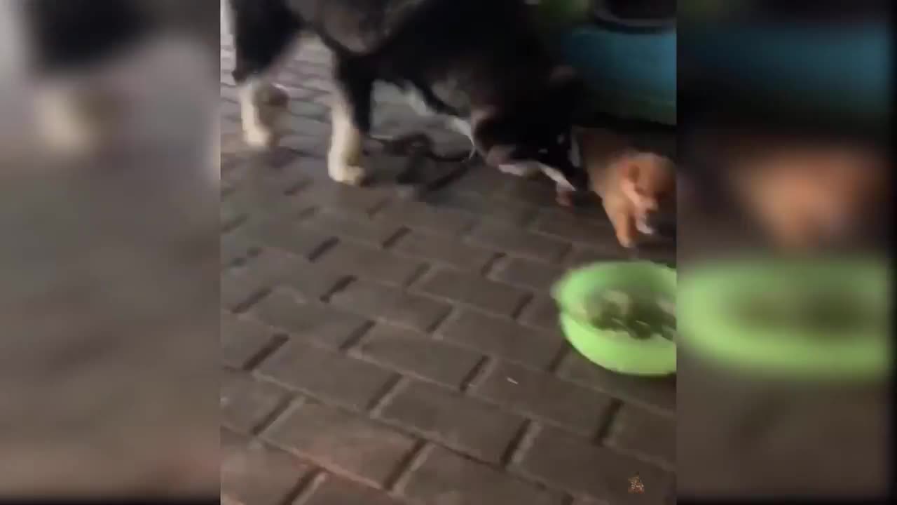 Baby Dogs - Super Cute and Funny Dog Videos