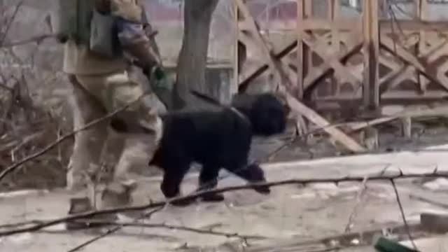 Lonely dog Bavaria has been rescued by Ukrainian soldiers on the frontline of their war