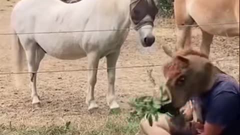 Horse looking human