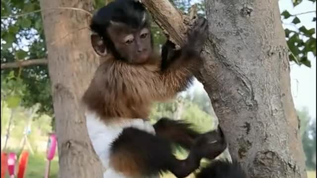 Little monkeys are good at climbing trees