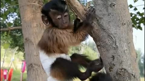 Little monkeys are good at climbing trees