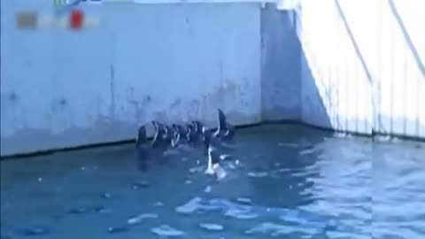 Funny Penguin