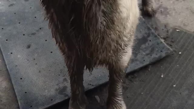 Dirty puppy