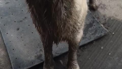 Dirty puppy