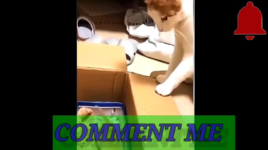 Rumble/cute cat fanny video viral on rumble