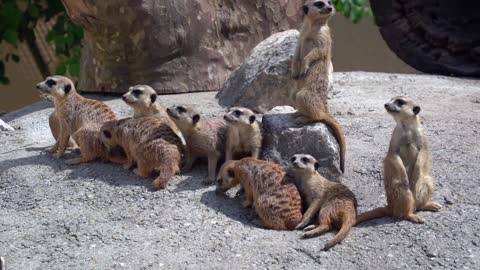 funny family of mongoose chilling