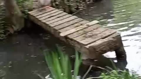 canards funny