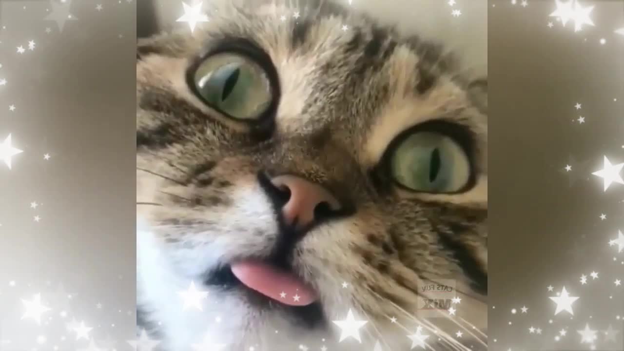 Funny cat video 2022