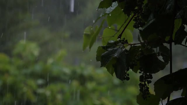 THUNDER & RAIN | Rainstorm Sounds For Relaxing, Focus or Ambience for Sleep