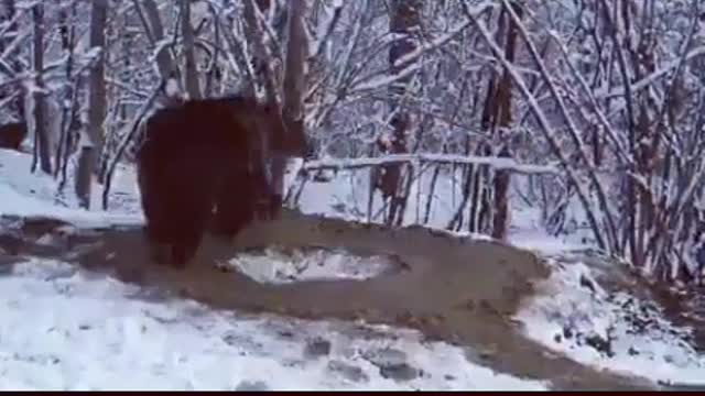 A bear that has been released from prison But he only has the mind of a prisoner