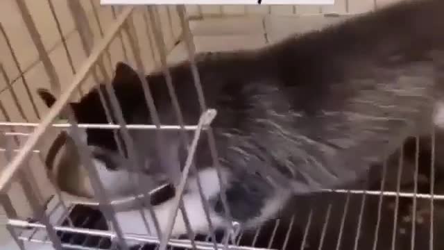 I know he is hungry , hungry dog fun
