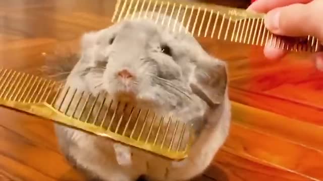Baby Animals 🔴 Funny Parrots and Cute Birds Compilation (2021) Loros Adorables