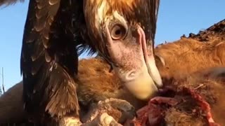 amazing scene of an eagle feeding