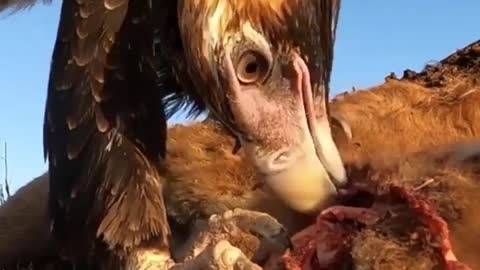 amazing scene of an eagle feeding