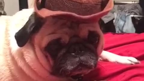 Pug wears a cowboy hat on a red bed