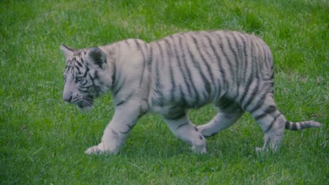 tiger walking