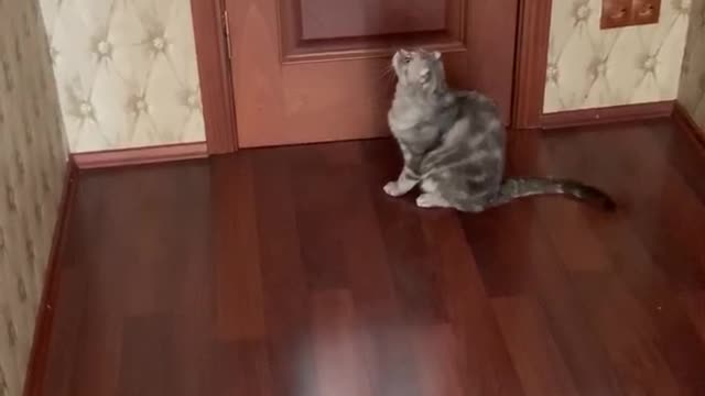 Scottish-fold cat meows at the fly